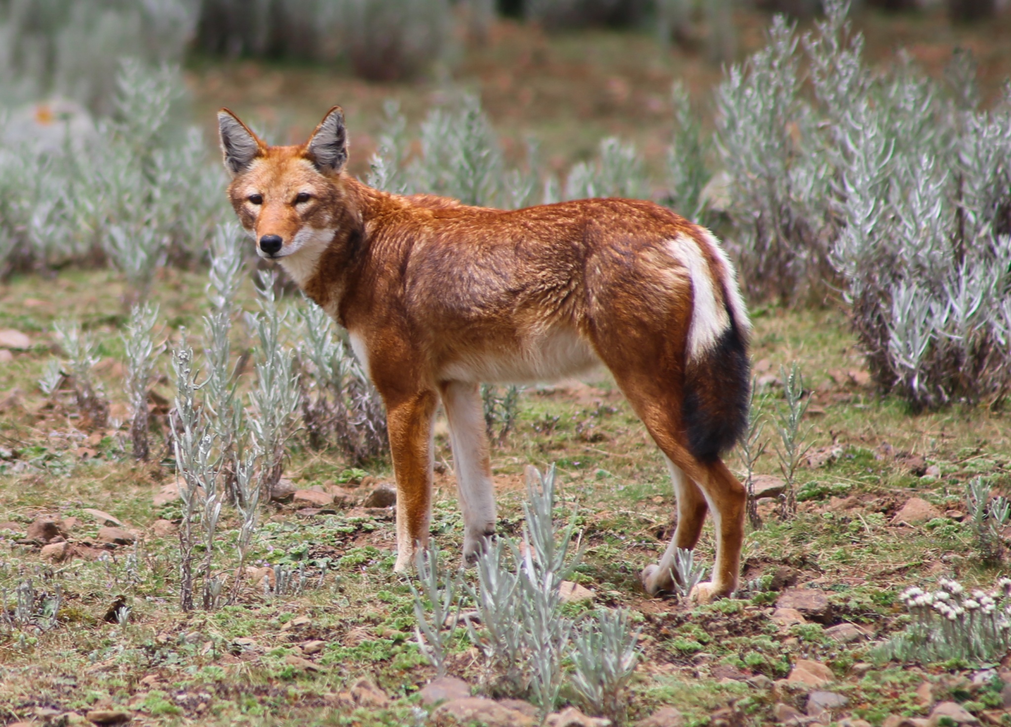 Bale Mountains for UNESCO